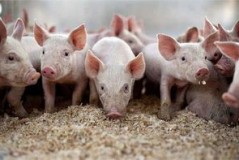 漳浦猪价大乱斗：谁在笑傲猪界江湖？