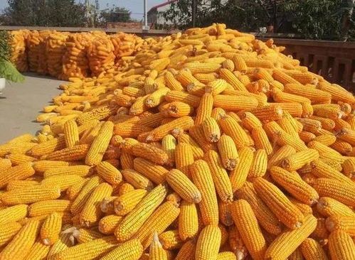 玉米每吨上涨400元